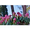 Florovit - nawóz do rododendronów, roślin wrzosowatych i hortensji 3 kg