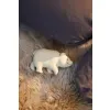 Filibabba Gryzak sensoryczny Niedźwiedź polarny
