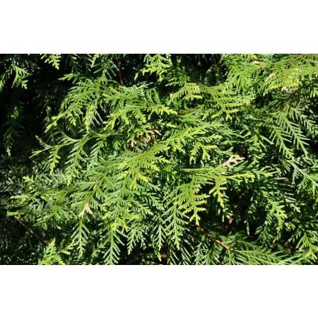 FLOROVIT – nawóz do tui 4 kg wiaderko