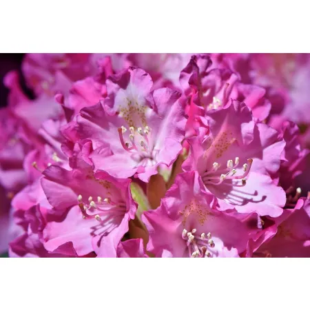 Florovit - nawóz do rododendronów, roślin wrzosowatych i hortensji 3 kg